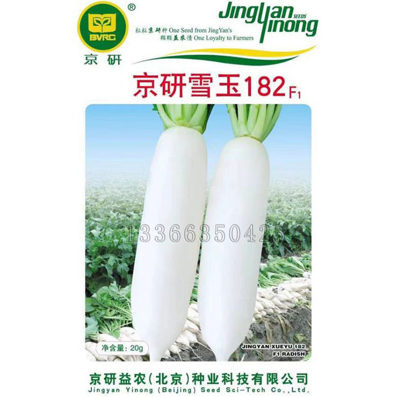 京研雪玉182萝卜种子 春秋露地板叶长白萝卜种子口感好农科院种子