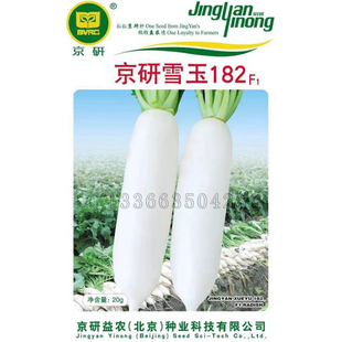 京研雪玉182萝卜种子 春秋露地栽培板叶长白萝卜种子口感好蔬菜籽