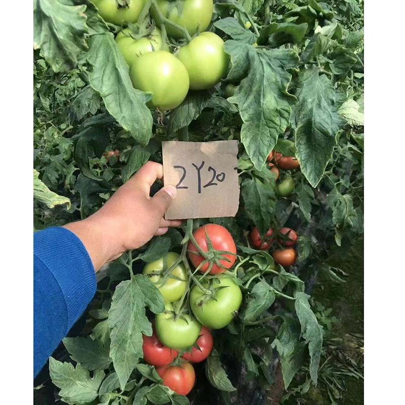 2Y20中早熟抗病蔬菜籽
