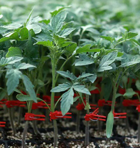 番茄砧木种子 早春越夏秋季西红柿嫁接用砧木种子西红柿砧木种子