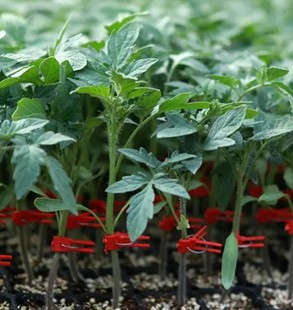 番茄砧木种子 早春越夏秋季西红柿嫁接用砧木种子西红柿砧木种子