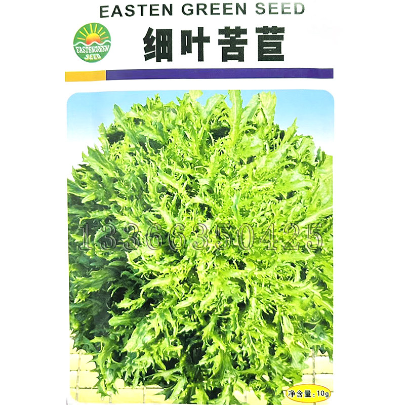 细叶苦苣种子 春秋播花叶苦菊种子鸡冠状半直立熟食凉拌蔬菜种子