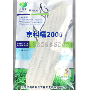 京科糯2000玉米种子  春播纯白色糯玉米籽糯苞谷种口感好适应性广