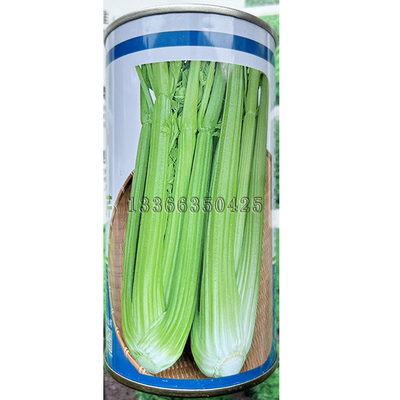 文图拉西芹种子 春秋播芹菜种子叶柄浅绿色肉厚中蔬种业蔬菜种子