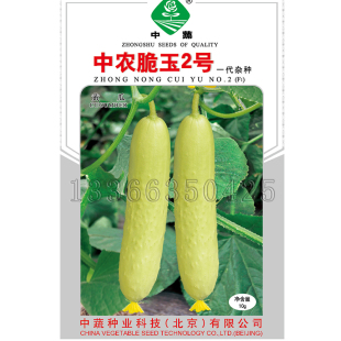 中农脆玉2号黄瓜种子 春秋棚室栽培白黄色水果小青瓜种子蔬菜种子
