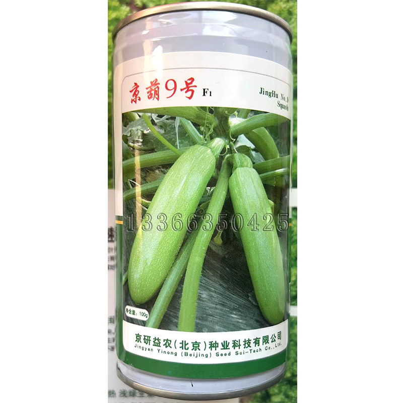春大棚翠绿高产矮生西葫芦种子