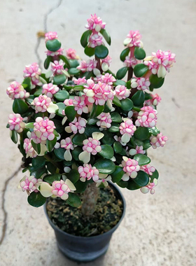 棒棒糖金枝玉叶小盆花 春秋斑叶马齿苋树多年生观叶防辐射吸甲醛