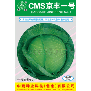 CMS京丰一号甘蓝种子 春秋播中熟扁圆形整齐度高大头菜籽蔬菜种子