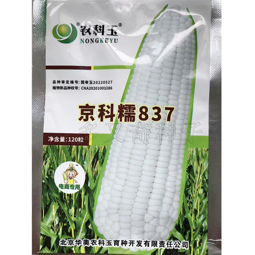 京科糯837玉米种子 春播大棒白糯玉米种子抗性好鲜食玉米苞谷种子