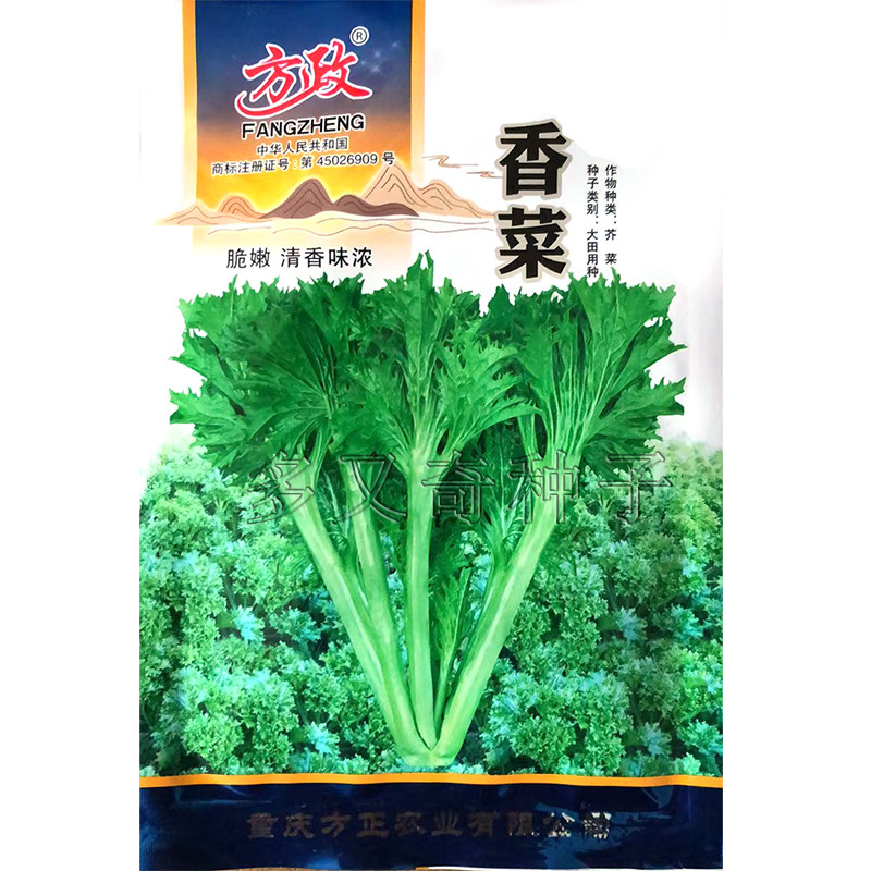 重庆香菜种子 秋播长柄扇形花叶香芥菜种子味浓鲜食腌制蔬菜种子