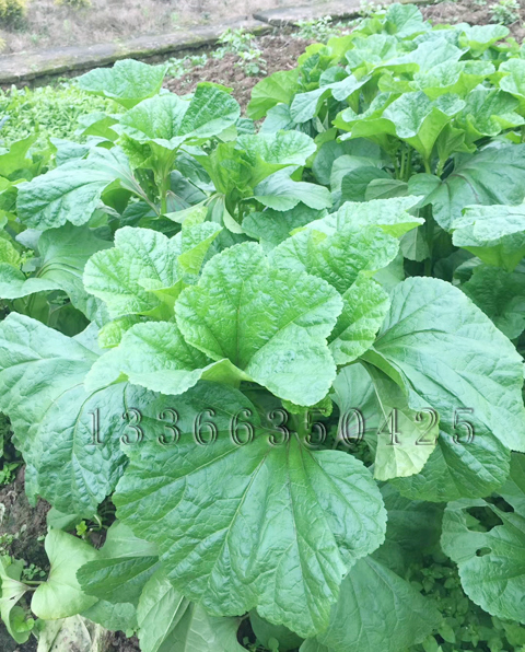 大叶冬苋菜种子 春秋冬寒菜冬葵菜 马蹄菜 绿色健康蔬菜种子 10g