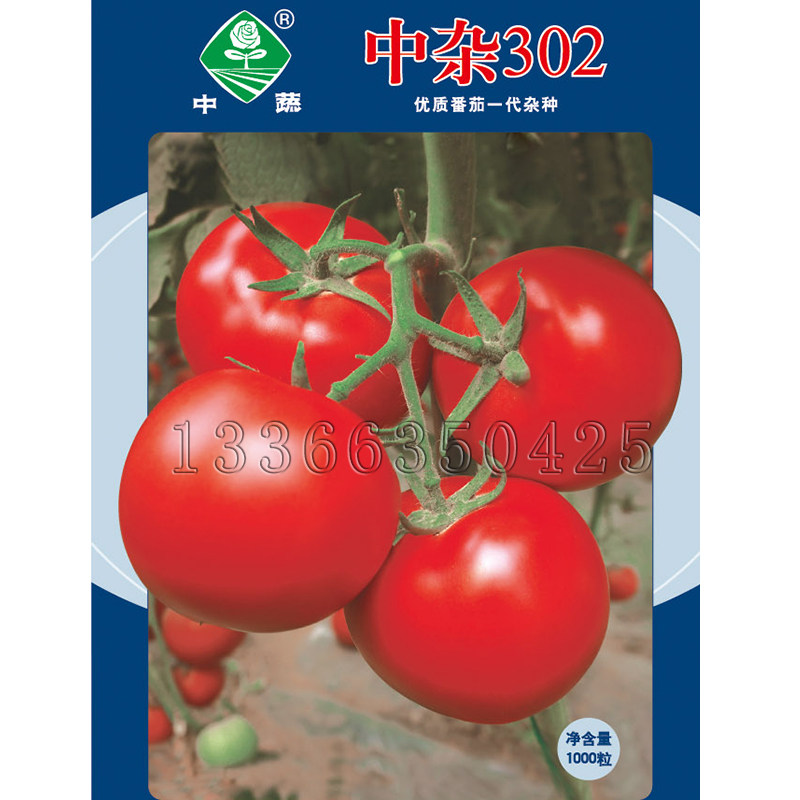 中杂302番茄种子 春秋棚室播中熟圆形红果西红柿种子硬度好蔬菜籽