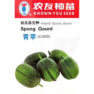 青苹丝瓜种子 农友春秋播苹果丝瓜籽短筒型深绿皮翠绿肉蔬菜种子