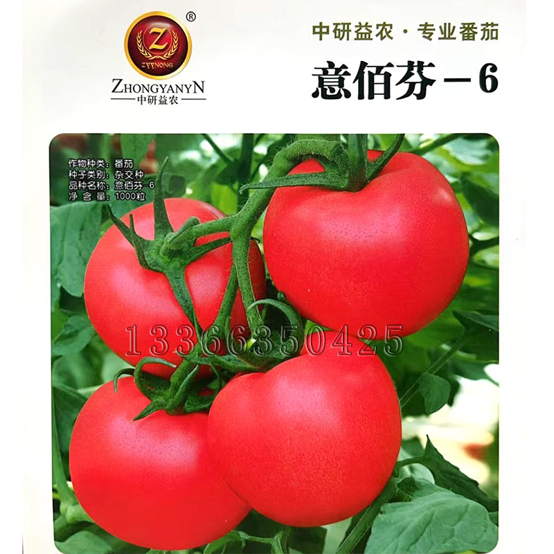 意佰芬-6番茄种子 春温室播粉红大果西红柿种子青白转粉蔬菜种子