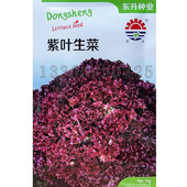 紫叶生菜种子 春秋紫红皱散叶生菜籽茎短半直立彩色生菜蔬菜种子