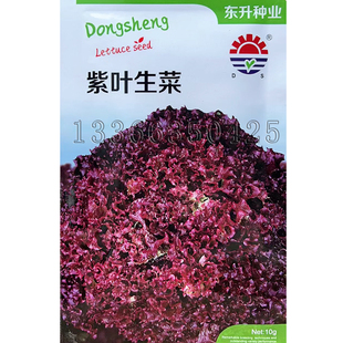 紫叶生菜种子 春秋紫红皱散叶生菜籽茎短半直立彩色生菜蔬菜种子