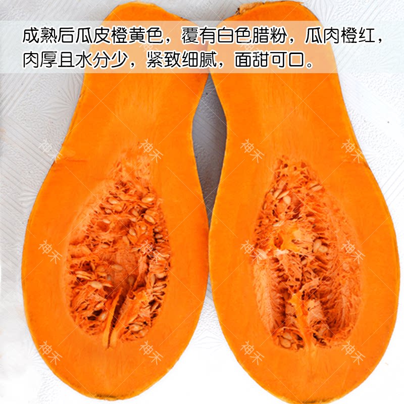 早蜜本南瓜种子 春秋播早熟牛腿南瓜籽甜面可口抗逆转红早蔬菜籽