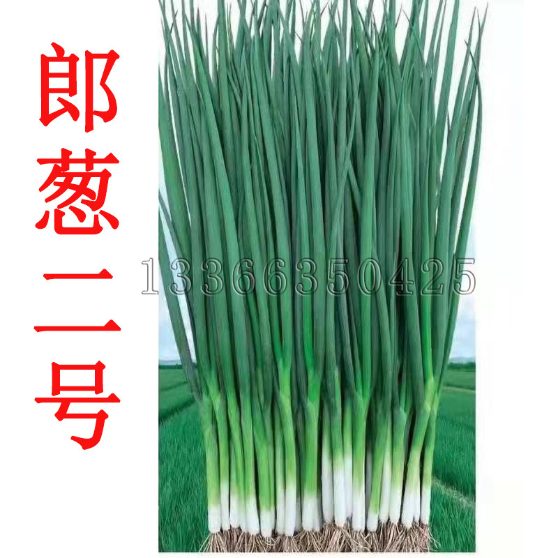 郎葱二号香葱种子 春秋晚抽薹抗倒伏蜡粉重浓绿色小葱籽蔬菜种子