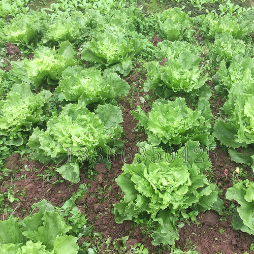 帽子莴鸡菜种子 春秋播叶用莴苣短叶窝鸡菜种子脆嫩清香蔬菜种子