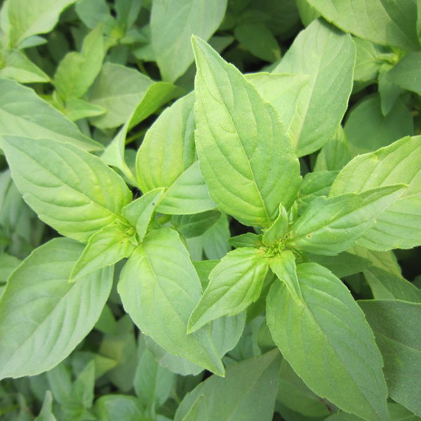 香香荆芥种子 春秋播芳香蔬菜种蔬菜种子/种苗