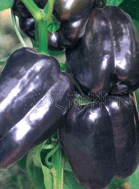 彩椒5号甜椒种子 春播中熟紫色灯笼椒彩椒种子后期变红色蔬菜种子
