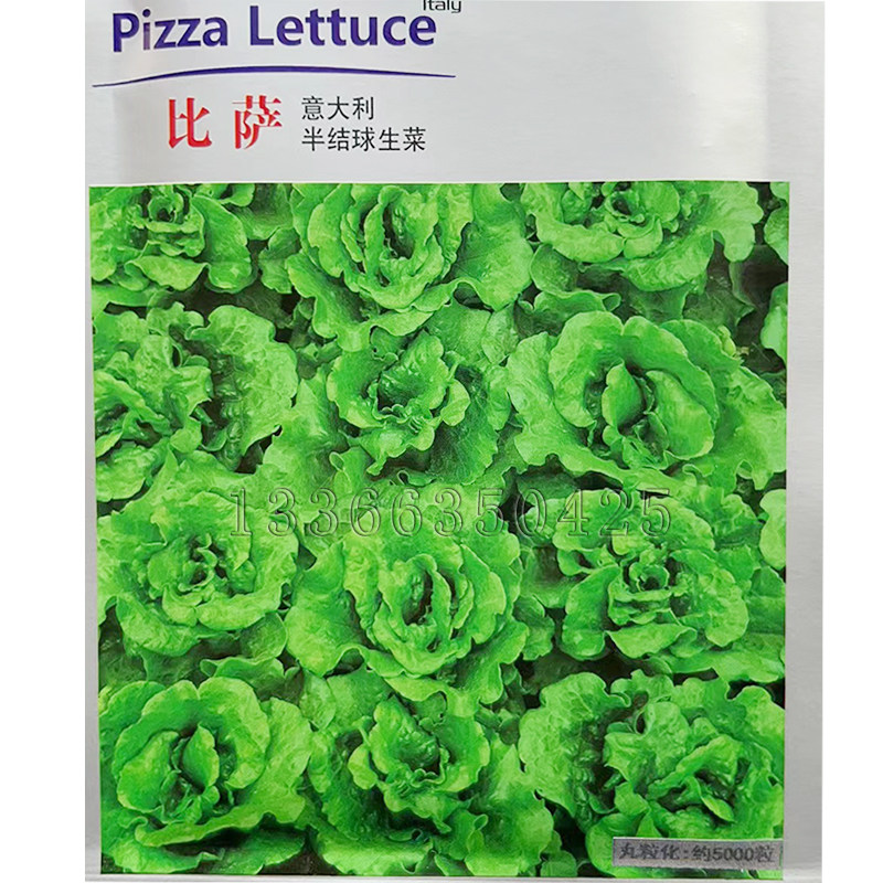 比萨意大利半结球生菜种子 春秋耐热寒耐抽薹抗软腐叶焦病丸粒化