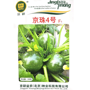 京珠4号西葫芦种子 春秋播早熟圆形西葫芦籽亮度好灰绿色蔬菜种子
