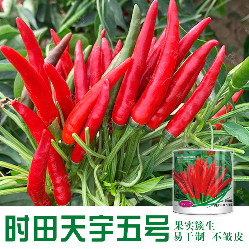 天宇五号朝天椒种子 春播簇生朝天椒红色小辣椒种子辛辣干鲜两用