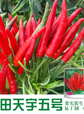 天宇五号朝天椒种子 春播簇生朝天椒红色小辣椒种子辛辣干鲜两用