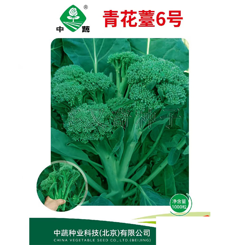 青花薹6号西兰苔种子 春秋西兰薹种子西洋芥兰种子花椰菜蔬菜种子