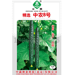 精选中农8号黄瓜种子 春露地栽培中熟深绿色青瓜种子把短蔬菜种子