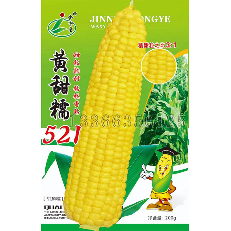 春播甜加糯黄色粘玉米种子口感好