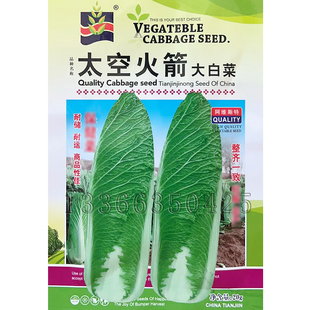 太空火箭白菜种子 秋播包尖大白菜籽甜脆开锅易烂口感好蔬菜种子