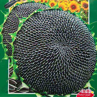 春夏播食用向日葵种子葵花籽可观花食用籽粒长2cm 向日葵1号种子