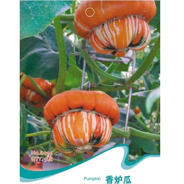 香炉瓜种子 春播观赏食用南瓜种子形似香炉奇瓜异果籽肉质面蔬菜
