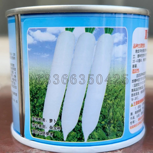 夏力美萝卜种子 早秋露地长白萝卜籽耐暑皮白有光泽可加工萝卜条