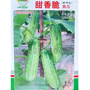 甜香脆黄瓜种子 四川土黄瓜地黄瓜旱黄瓜种子早熟瓜味浓蔬菜种子