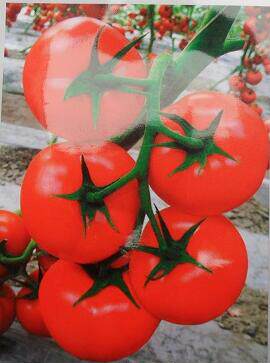 中研红1号番茄种子|耐热抗青枯病越夏秋延番茄种子 西红柿1000粒在类目 农用物资, 种子/种苗, 蔬菜种子中 - 来自Buy2taobao.com提供专业的淘宝代购服务