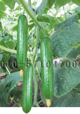 艾美水果小黄瓜种子 春秋棚室播早熟无刺水果小青瓜种子蔬菜种子