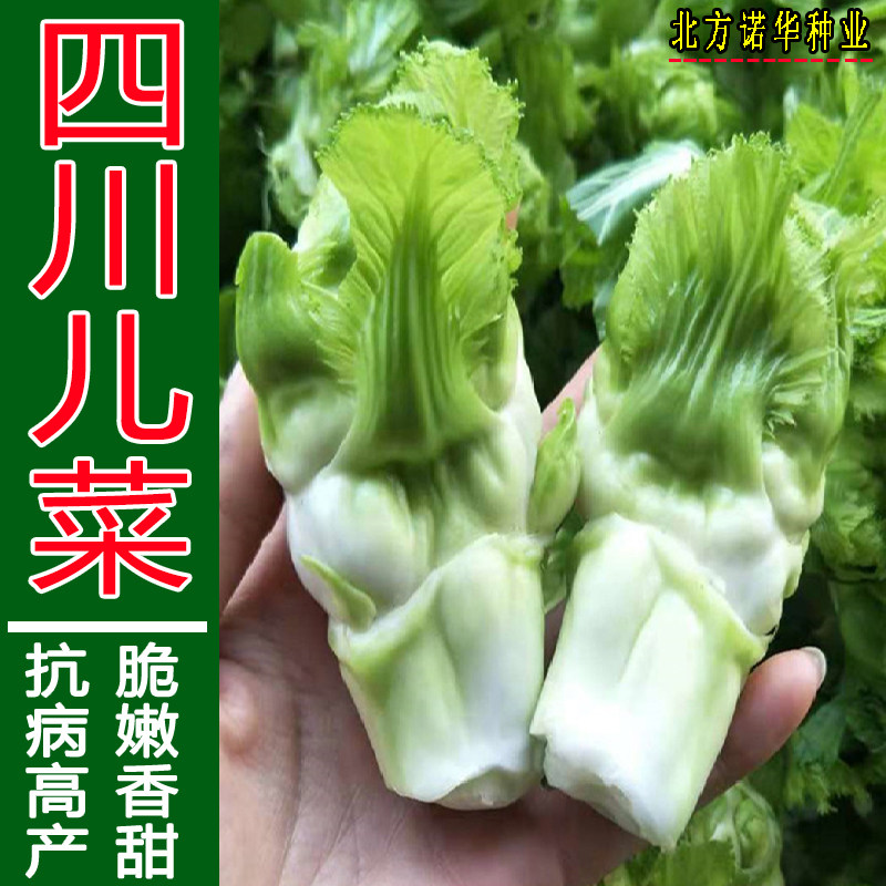 四川儿菜种子地方老品种抱子芥娃娃菜蔬菜种籽孑阳台盆栽菜园菜籽