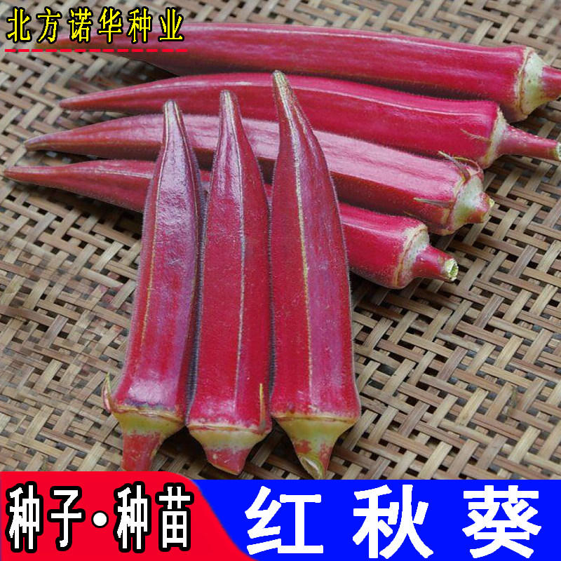 红秋葵种子羊角菜锦葵种籽生吃沙拉蔬菜种籽孑四季播农家盆栽菜籽,鲜花速递/花卉仿真/绿植园艺,家庭园艺种子,淘宝优惠券,粉丝福利购,淘宝优惠卷