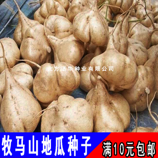 牧马山地瓜种子红薯白薯甘薯番薯种籽蔬菜四季田园庭院春播菜籽
