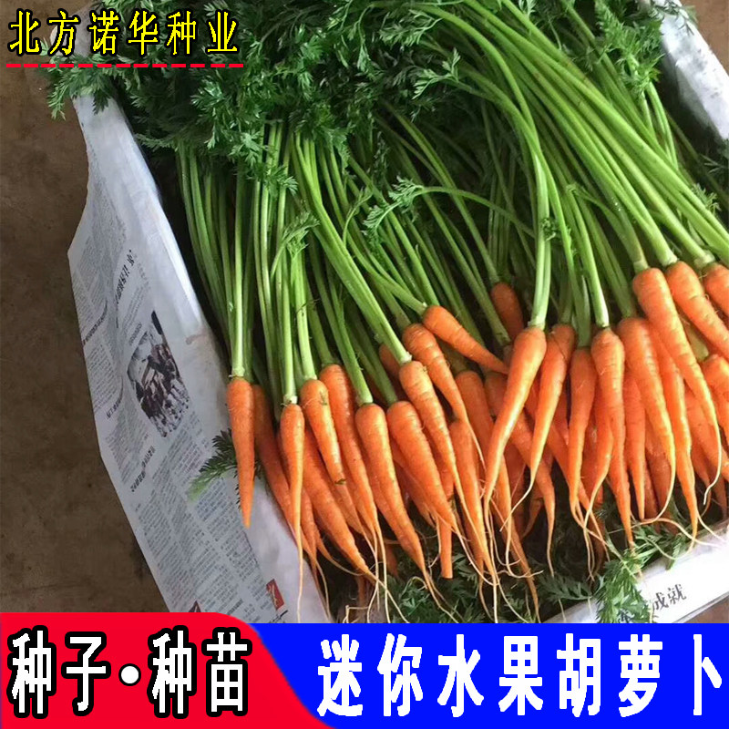 迷你水果胡萝卜种子拇指纤指胡萝卜籽生吃沙拉农家蔬菜种子四季播