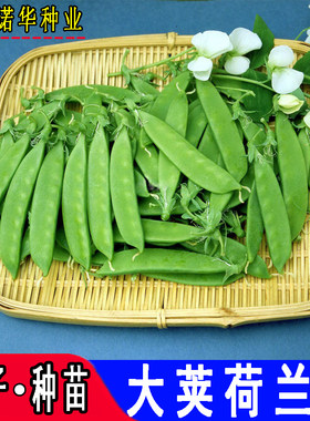 芸豆四季豆荷兰豆种子农家四季豆
