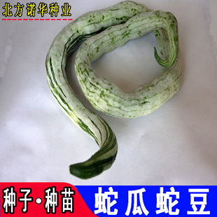 蛇瓜蛇豆种籽种子苗巨型特长蛇丝瓜蔬菜种籽农家爬藤庭院菜园菜籽