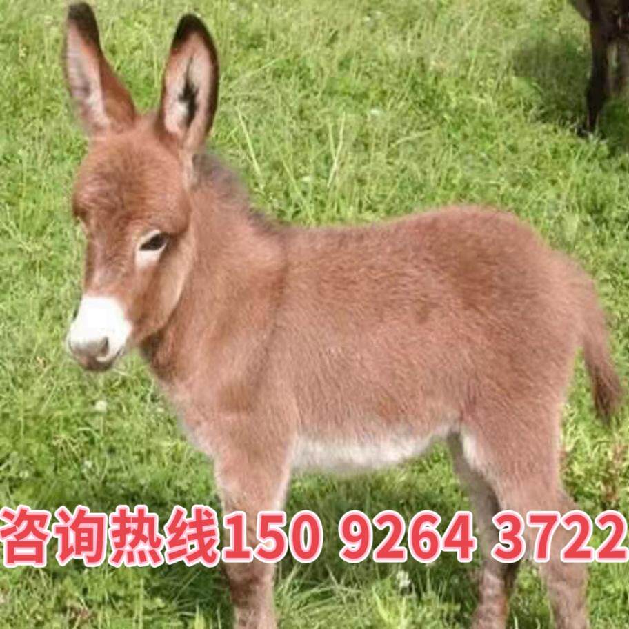 迷你宠物驴活体活物景区互动观赏儿童骑乘拉车网红小毛驴养殖资料