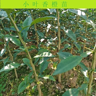 正宗资阳小叶软枝香橙苗香橙砧木苗香橙苗香橙实生苗小叶香橙大苗