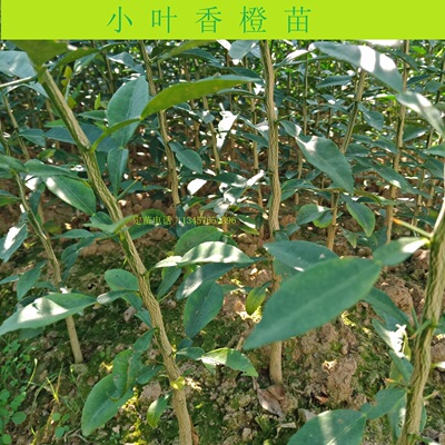 小叶软枝香橙苗香橙实生苗