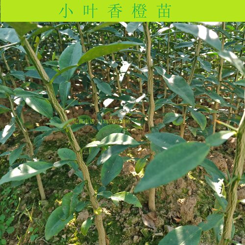 正宗资阳小叶软枝香橙苗香橙砧木苗香橙苗香橙实生苗小叶香橙大苗
