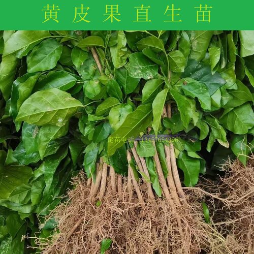 黄皮果直生苗黄皮果芽苗大苗